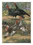 A Painting Of Two Black Turkeys And Three Narragansett Turkeys by Hashime Murayama Limited Edition Print
