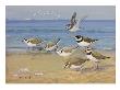 A Painting Of Four Different Species Of Plovers by Allan Brooks Limited Edition Print