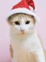 A Cat Wearing A Santa Hat by Lena Clara Limited Edition Pricing Art Print