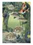 A Variety Of Scats Swim Among Each Other. by National Geographic Society Limited Edition Print