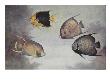 A Painting Of Several Different Species Of Angelfish. by National Geographic Society Limited Edition Print
