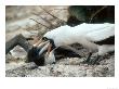 Masked Booby, Regurgitating Large Mullet For Juvenile Chick, Galapagos by Mark Jones Limited Edition Print