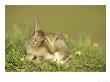 Rabbit, Youngster Scratching Ear With Foot, Scotland by Mark Hamblin Limited Edition Print
