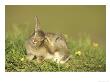 Rabbit, Youngster Scratching Ear With Foot, Scotland by Mark Hamblin Limited Edition Pricing Art Print