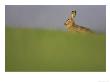 Brown Hare, Adult, Scotland by Mark Hamblin Limited Edition Print