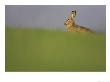 Brown Hare, Adult, Scotland by Mark Hamblin Limited Edition Pricing Art Print