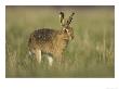 Brown Hare, Adult Walking, Scotland by Mark Hamblin Limited Edition Print