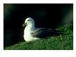 Fulmar by Mark Hamblin Limited Edition Print