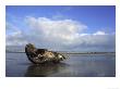 Grey Seal, Bull On Sand Bar Showing Habitat, Uk by Mark Hamblin Limited Edition Print