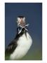 Atlantic Puffin, Close-Up Of Adult With Sand Eels, Hebrides, Scotland by Mark Hamblin Limited Edition Print