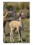 Vicuna, 3 Week Old Baby Playing With Mothers Tail, Peruvian Andes by Mark Jones Limited Edition Pricing Art Print