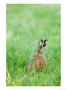 Brown Hare In Long Green Grass, Somerset, Uk by Elliott Neep Limited Edition Print