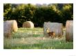 Roe Deer, Young Doe Standing Beside Rolled Hay Bail, Somerset, Uk by Elliott Neep Limited Edition Pricing Art Print