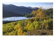 Silver Birch Woodland In Autumn And Loch An Eilein, Strathspey, Scotland by Mark Hamblin Limited Edition Pricing Art Print