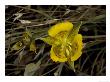 Calochortus Luteus, Mount Tamalpais, Usa by Bob Gibbons Limited Edition Pricing Art Print