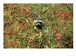 Raccoon, Autumn, Montana by Alan And Sandy Carey Limited Edition Print