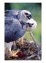 Harpy Eagle, Delivering Fresh Tambopata Kill, Tambopata River, Peruvian Amazon by Mark Jones Limited Edition Pricing Art Print
