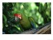 Buffons Or Great Green Macaw, Found In The Nicaragua/Columbia Region by Brian Kenney Limited Edition Print