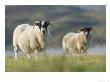 A Pair Of Full Fleeced Highland Sheep Grazing On The Grassy Shore Of Loch Na Keal, Scotland by Elliott Neep Limited Edition Print