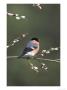 Bullfinch, Male Perched On Pussy Willow, Uk by Mark Hamblin Limited Edition Pricing Art Print