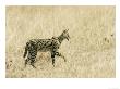Serval, Walking In Grassy Field, Africa by Roy Toft Limited Edition Print