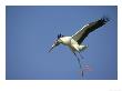Wood Stork, Endangered Species, Florida by Brian Kenney Limited Edition Print