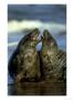 Grey Seal, Halichoerus Grypus Young Males Fight In Water by Mark Hamblin Limited Edition Pricing Art Print