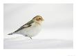 Snow Bunting, Adult Female, Scotland by Mark Hamblin Limited Edition Pricing Art Print