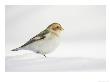 Snow Bunting, Adult Female, Scotland by Mark Hamblin Limited Edition Print