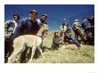 Vicuna Chaccu, Annual Roundup Of Wild Herds For Shearing, Junin, Peruvian Andes by Mark Jones Limited Edition Pricing Art Print