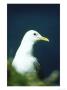 Kittiwake, Rissa Tridactyla Close-Up Portrait Of Adult In Ner Hebrides, Scotland by Mark Hamblin Limited Edition Pricing Art Print