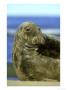 Grey Seal, Halichoerus Grypus Close-Up Portrait Of Bull No Rth Lincolnshire, Uk by Mark Hamblin Limited Edition Print