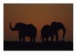 African Elephants, Two Males At Sunset, Southern Africa by Mark Hamblin Limited Edition Print