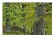 Beech Woodland In Autumn, Scotland by Mark Hamblin Limited Edition Print
