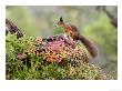 Red Squirrel, Adult On Fallen Log, Norway by Mark Hamblin Limited Edition Pricing Art Print