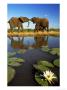 Elephants, Greating Each Other, Victoria Falls, Zimbabwe by Roger De La Harpe Limited Edition Print