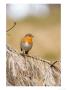 Robin, Perched On Dead Pine Branch, Lancashire, Uk by Elliott Neep Limited Edition Print