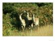 Red Deer, Cervus Elephus Hinds Leics by Mark Hamblin Limited Edition Print