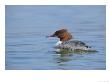 Goosander, Female On Water, Lake Geneva, Switzerland by Elliott Neep Limited Edition Print