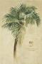 Tropical Coconut Palm by Fabrice De Villeneuve Limited Edition Print