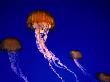 Jellyfish In Monterey Bay Aquarium, Monterey Bay, Usa by John Elk Iii Limited Edition Pricing Art Print