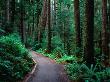 Trail In Rainforest Olympic National Park, Washington, Usa by Rob Blakers Limited Edition Print