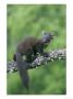 Pine Marten, Young On Branch, Uk by Mark Hamblin Limited Edition Pricing Art Print