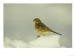 Yellowhammer, Emberiza Citrinella Female Perched In Snow Strathspey, Scotland by Mark Hamblin Limited Edition Print
