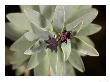 Euphorbia Glauca, Stewart Island, New Zealand by Bob Gibbons Limited Edition Print