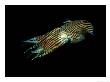 Pin-Stripe Squid, Edithburgh, Australia by Karen Gowlett-Holmes Limited Edition Print