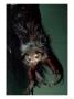 Aye-Aye, Animal Dangling From Feet, Duke University Primate Center by David Haring Limited Edition Print