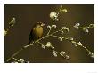 Greenfinch by Mark Hamblin Limited Edition Print