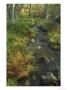 Stream Through Birch Woods In Autumn, Scotland by Mark Hamblin Limited Edition Pricing Art Print