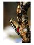 Great Spotted Woodpecker by Mark Hamblin Limited Edition Pricing Art Print